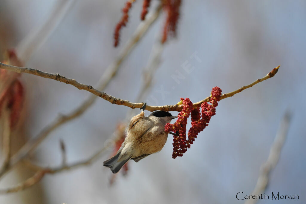 Eurasian Penduline Tit male