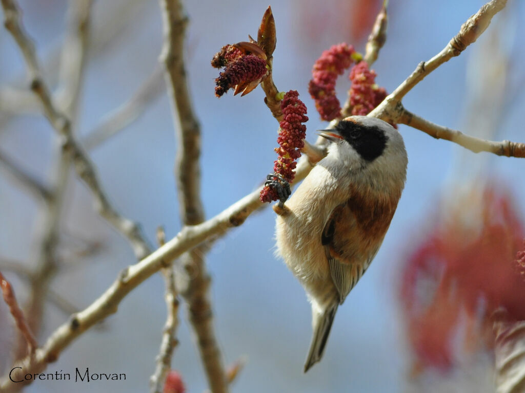 Rémiz penduline mâle
