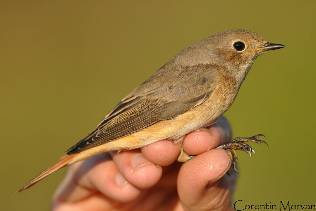 Common Redstart