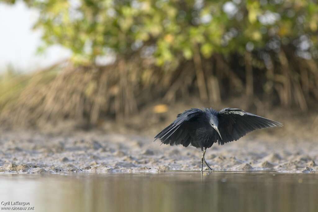 Black Heronadult, habitat, walking