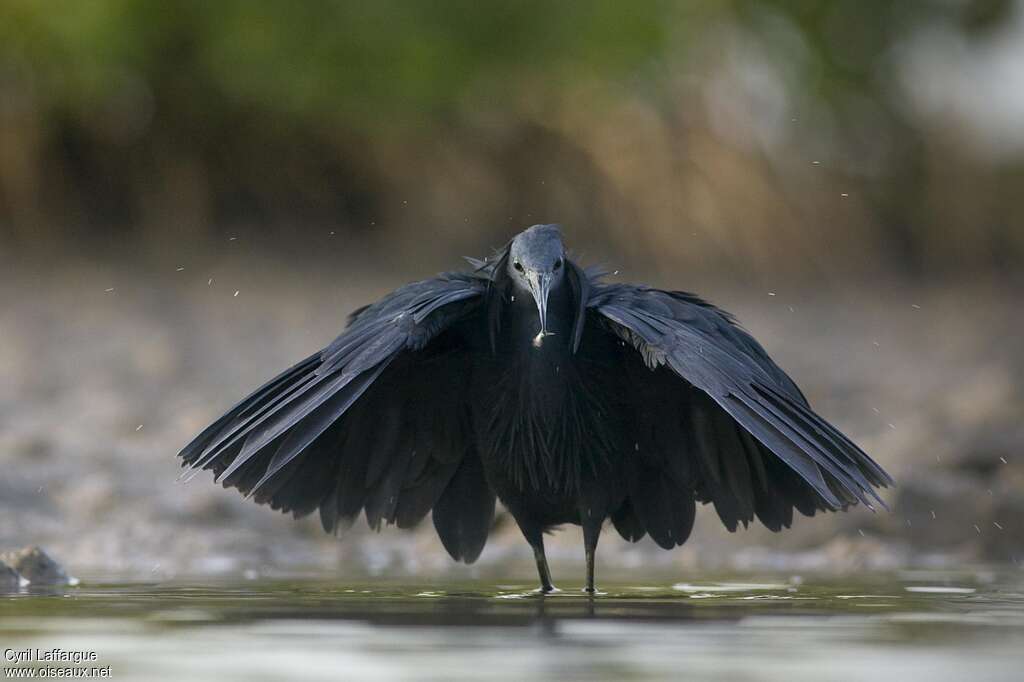 Black Heronadult, habitat, fishing/hunting