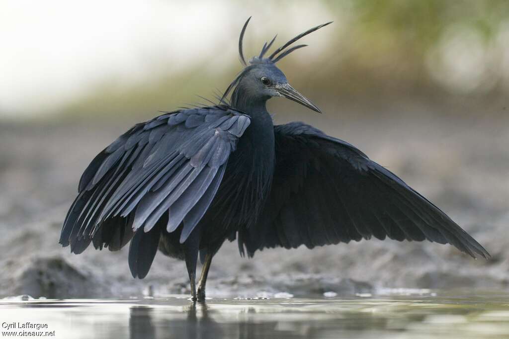 Black Heronadult, identification