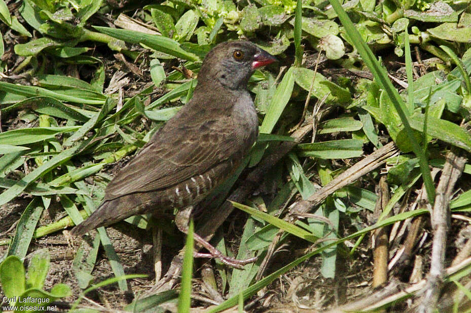 Quailfinch female adult, identification