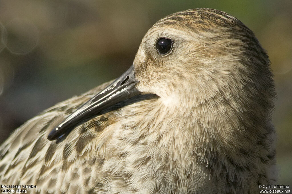 Dunlin