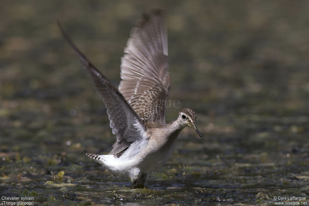 Wood Sandpiper