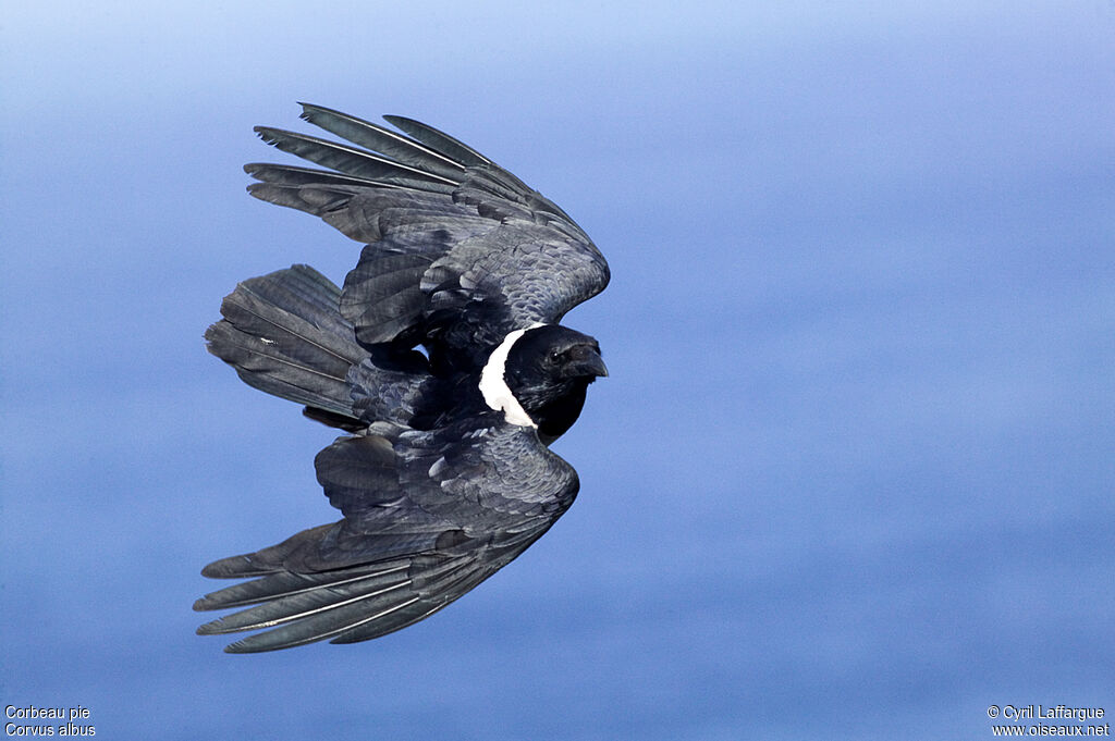 Pied Crow