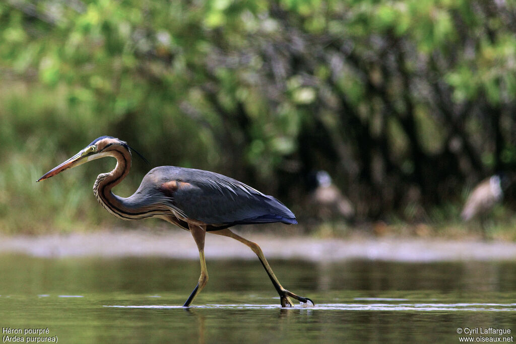Purple Heron