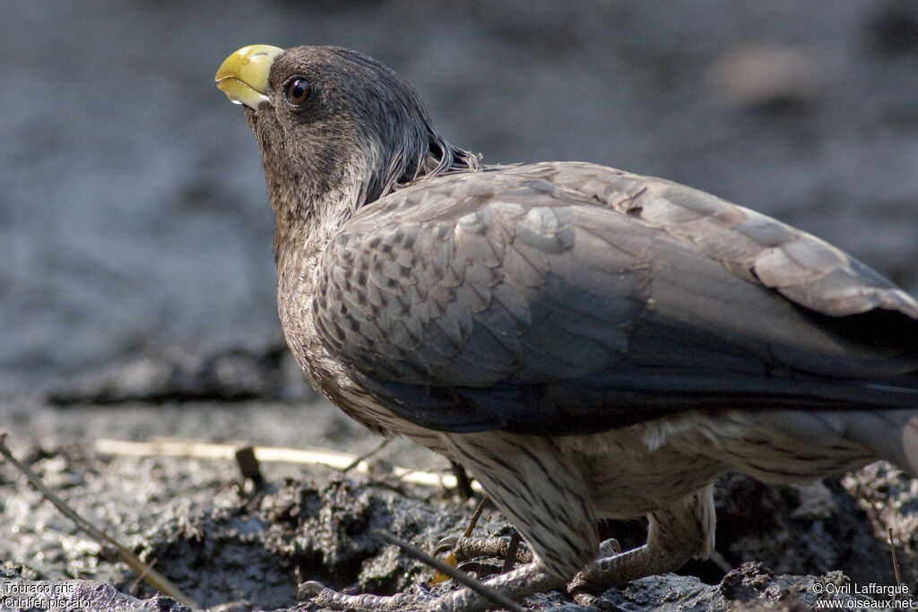 Touraco gris, identification