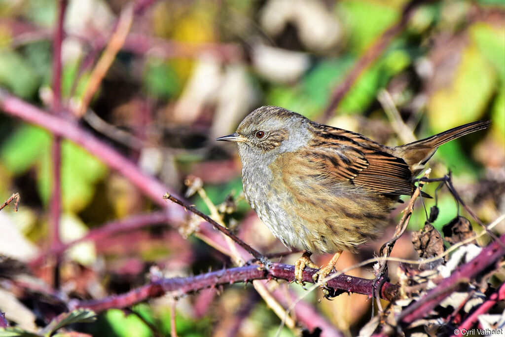 Dunnockadult, identification, aspect