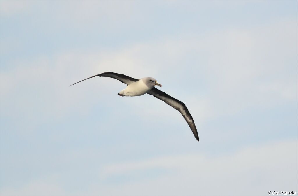 Albatros à tête grise, identification, composition, Vol