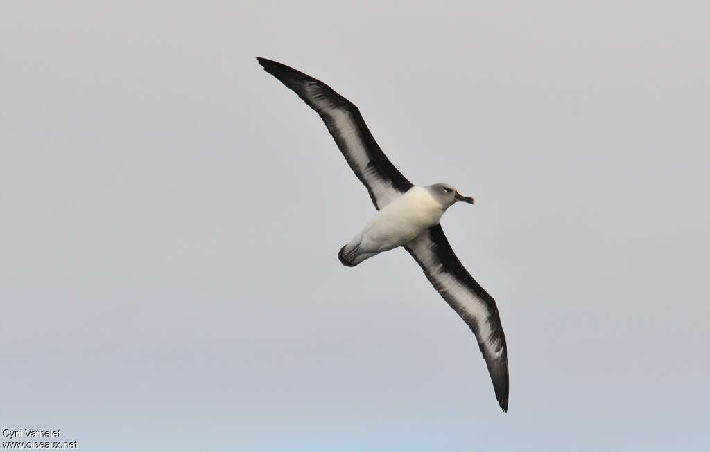 Albatros à tête griseadulte, identification