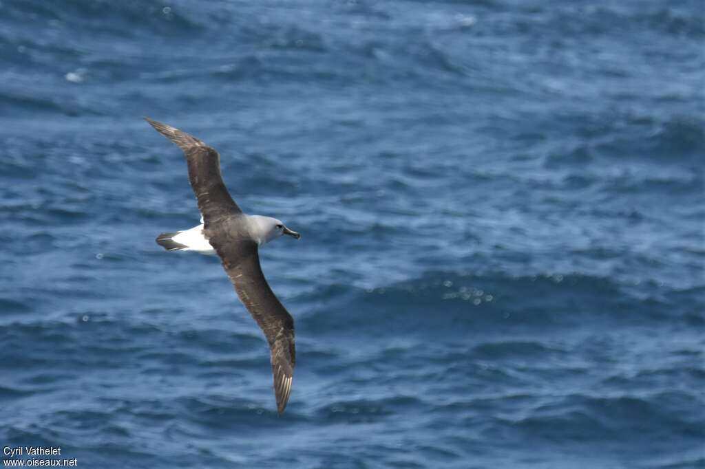Albatros à tête griseadulte, pigmentation, Vol
