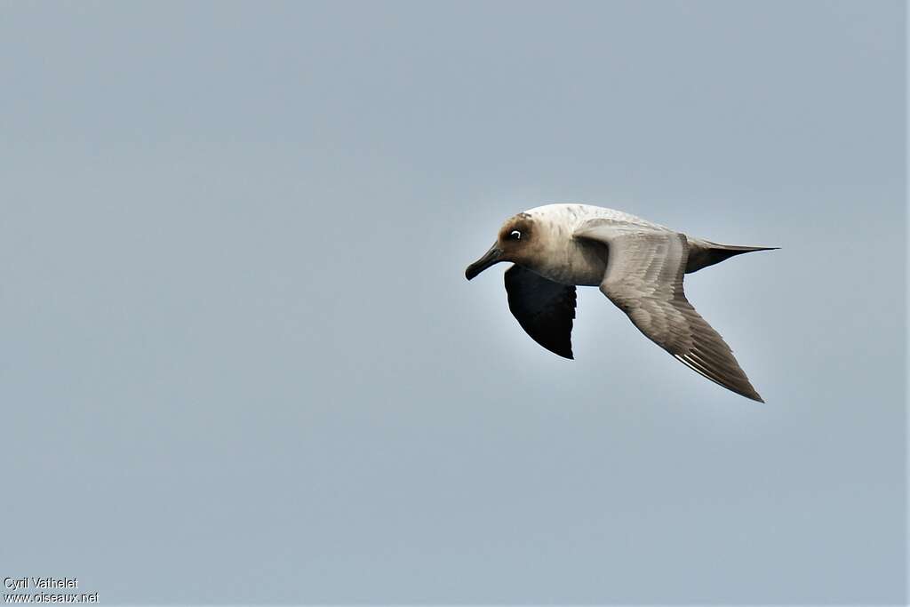 Albatros fuligineux, pigmentation, Vol