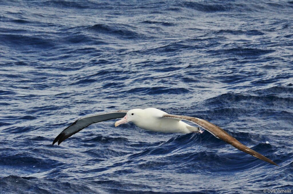 Albatros royaladulte, identification, composition, pigmentation, Vol