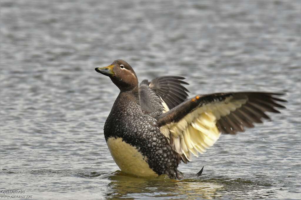 Brassemer de Patagonie femelle adulte, identification