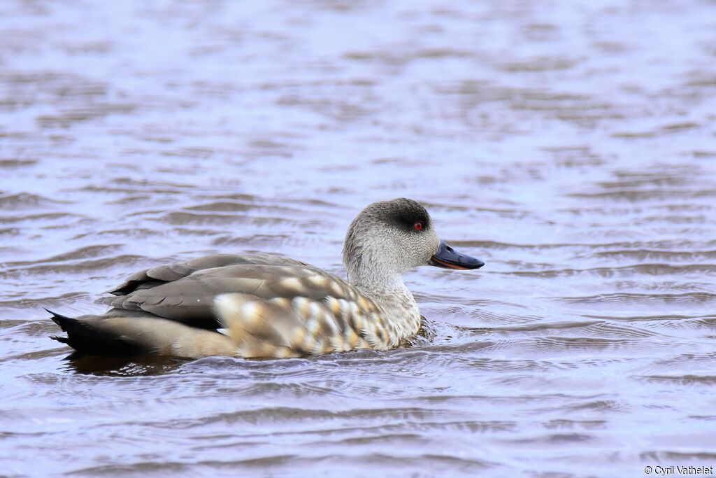 Canard huppé, identification, composition, pigmentation, nage