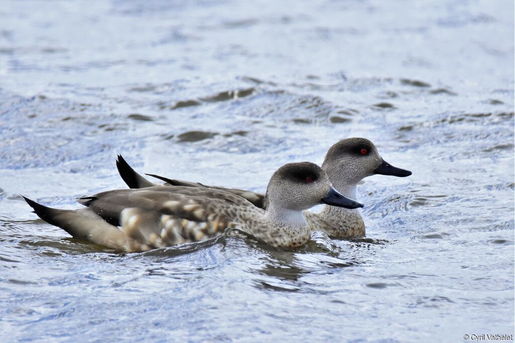 Canard huppé, composition, pigmentation, nage