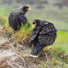 Caracara austral