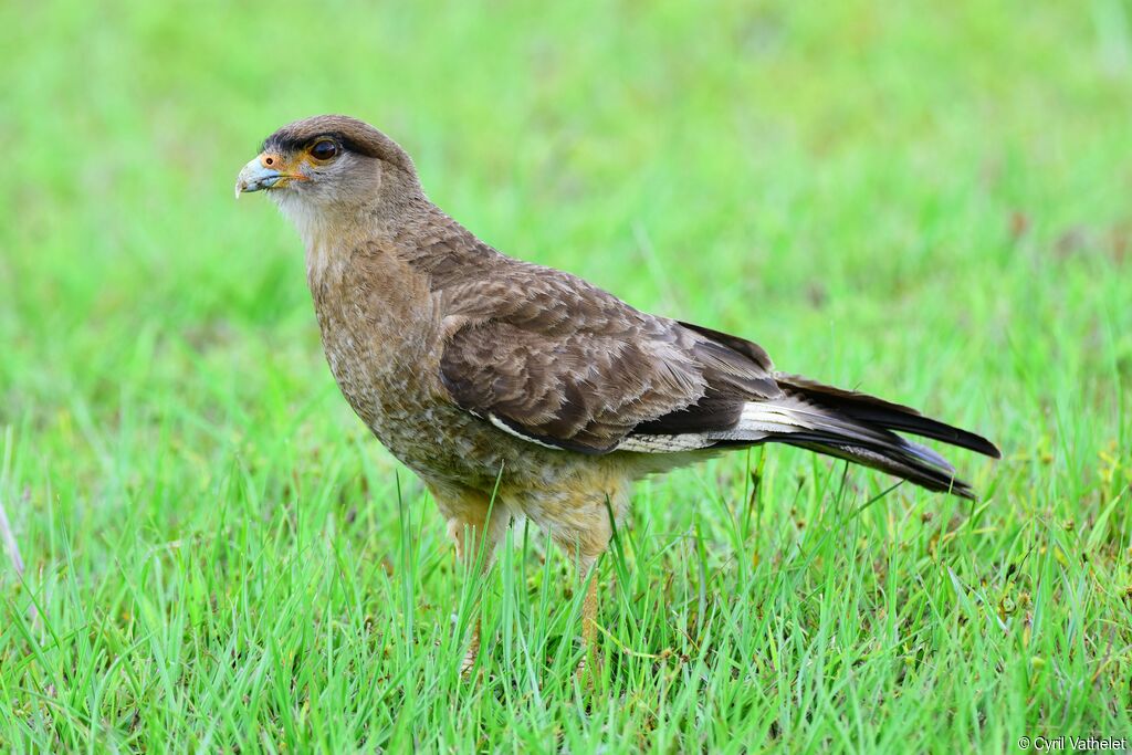 Caracara chimango, identification, composition