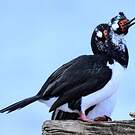 Cormoran de Magellan