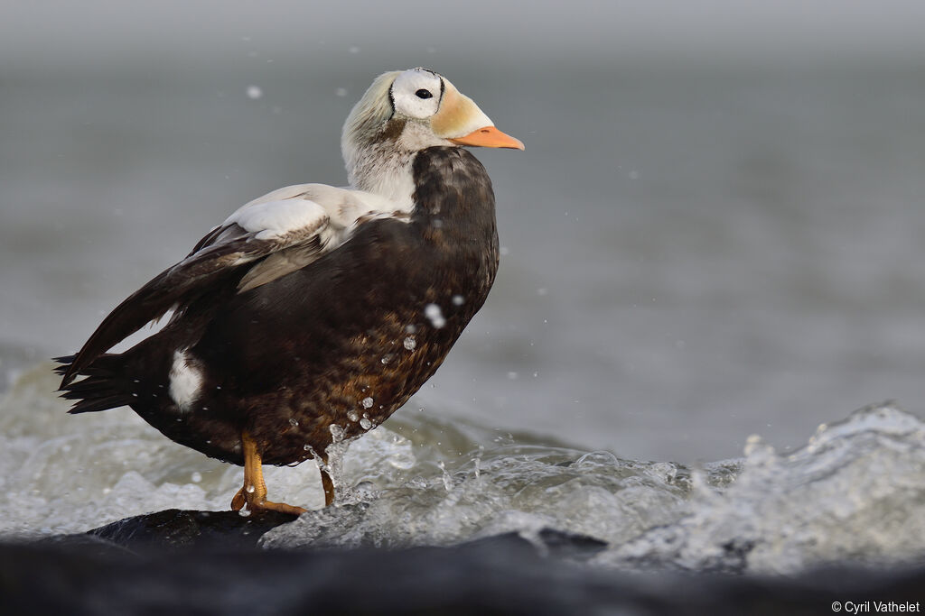 Eider à lunettes
