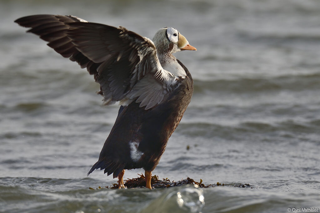 Eider à lunettes