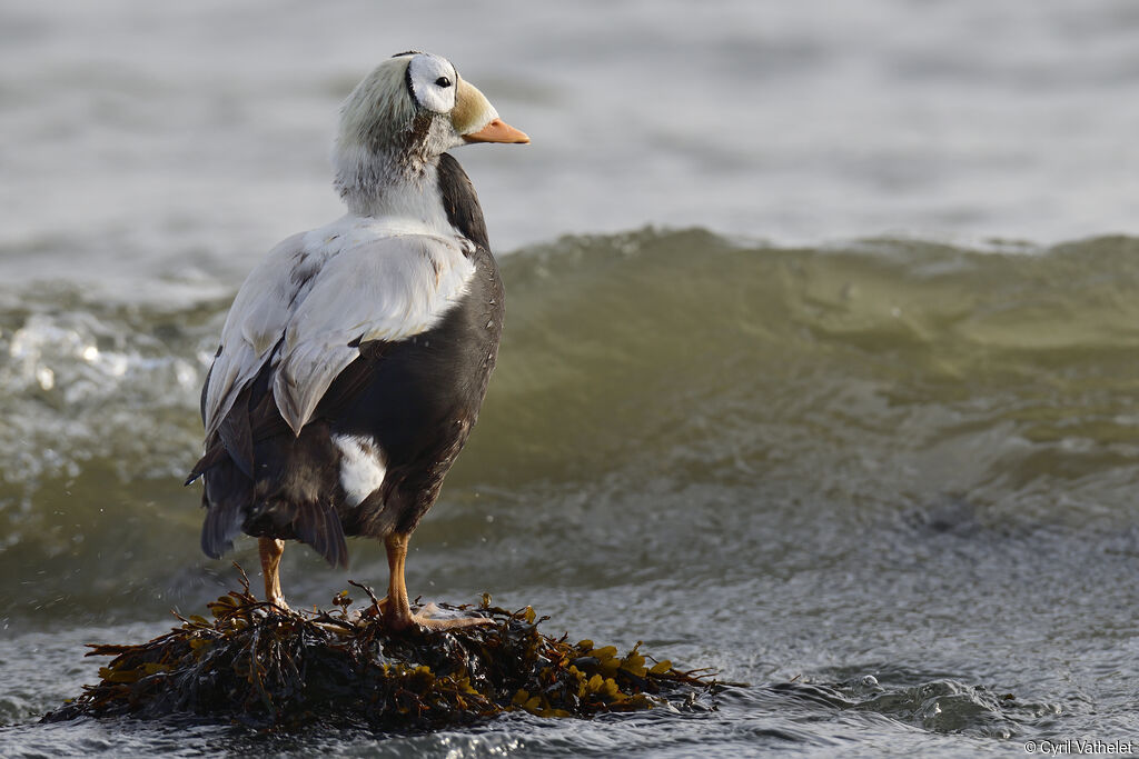Eider à lunettes mâle adulte transition, identification, composition