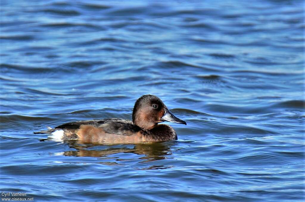 Ferruginous DuckFirst year, identification
