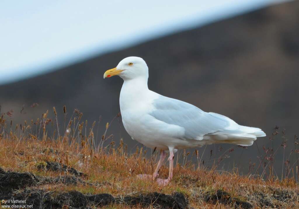 Glaucous Gulladult, identification, walking