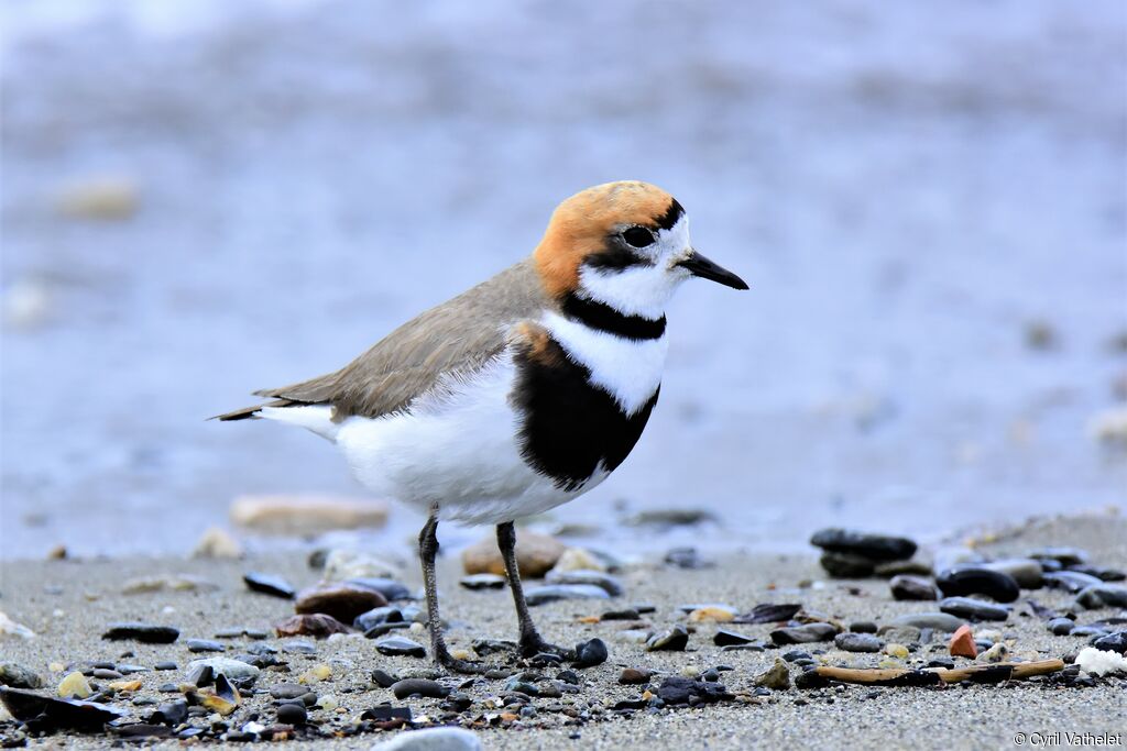 Two-banded Ploveradult, identification, aspect