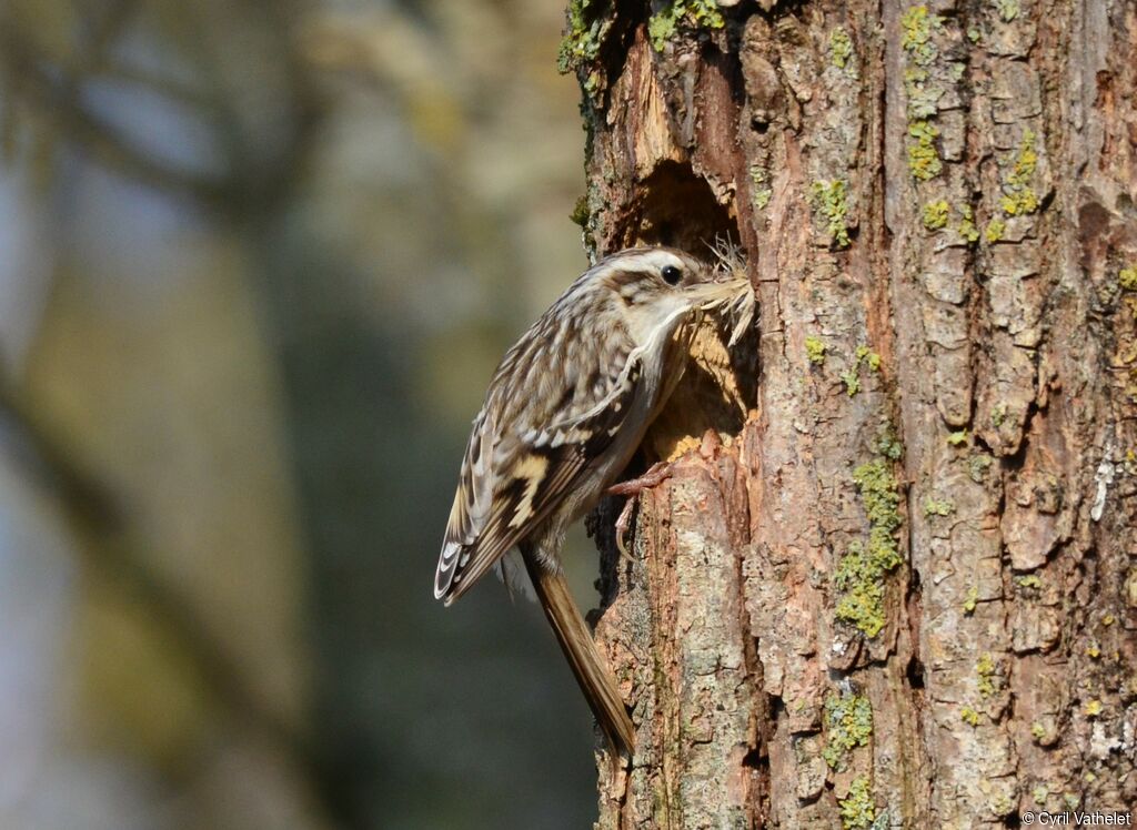 Short-toed Treecreeperadult, aspect, walking, Reproduction-nesting