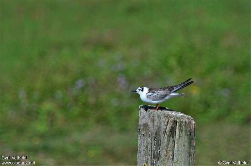 Guifette leucoptère1ère année, identification
