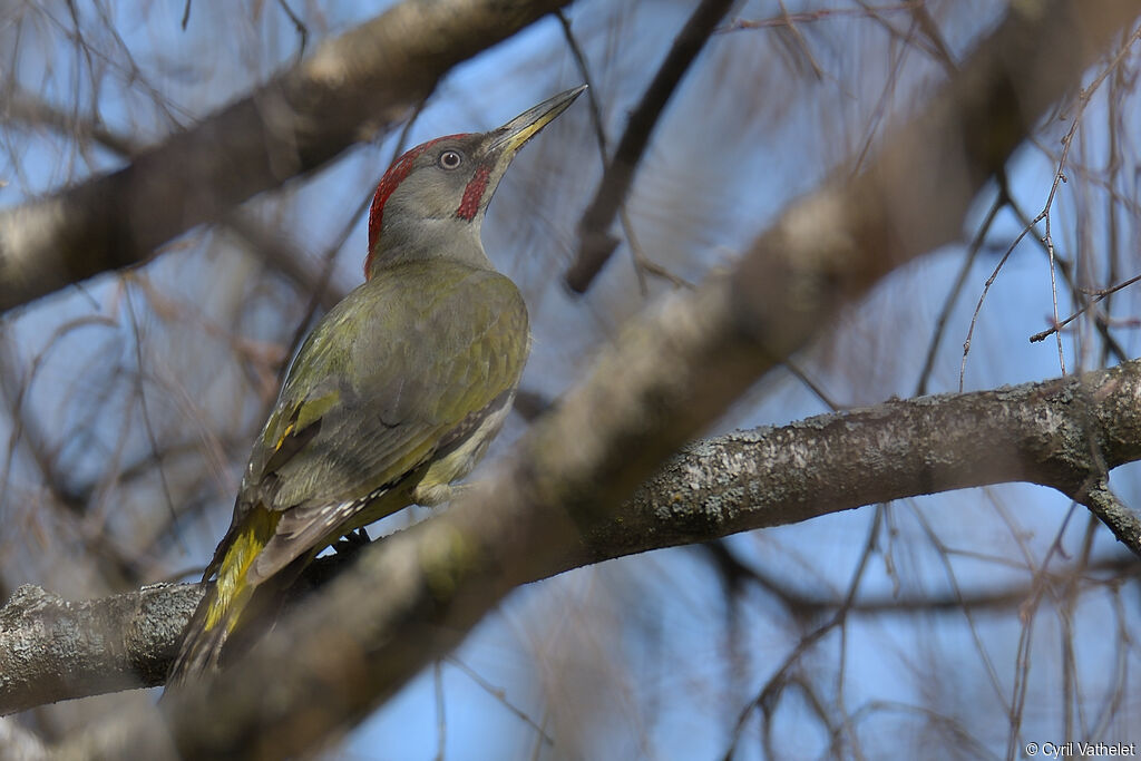 Iberian Green Woodpecker male adult breeding, identification, pigmentation