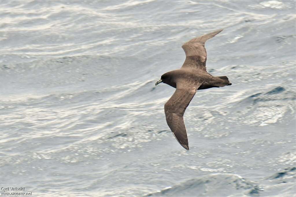 Puffin à menton blancadulte, Vol