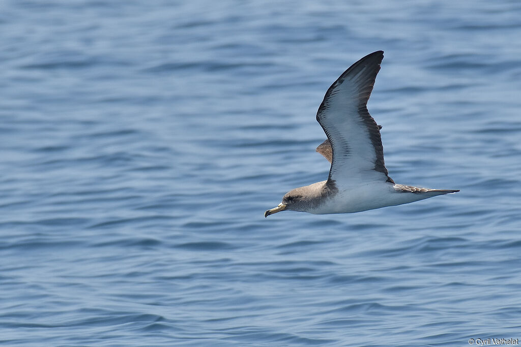 Puffin de Scopoliadulte, composition, pigmentation, Vol