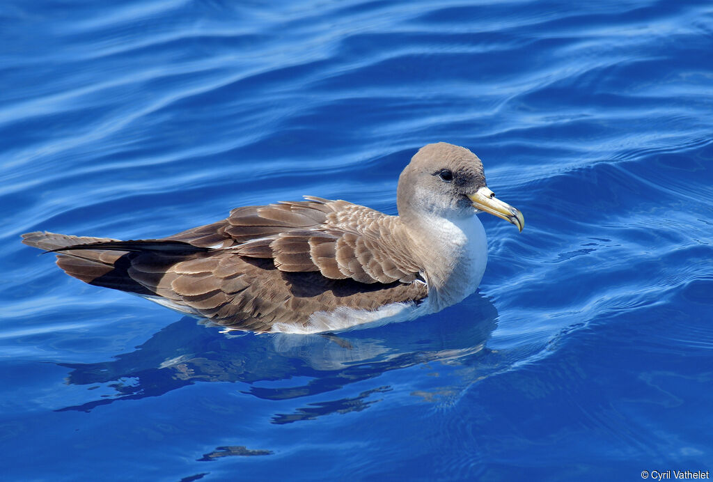 Puffin de Scopoli