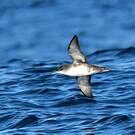 Puffin des Baléares