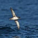Puffin des Baléares