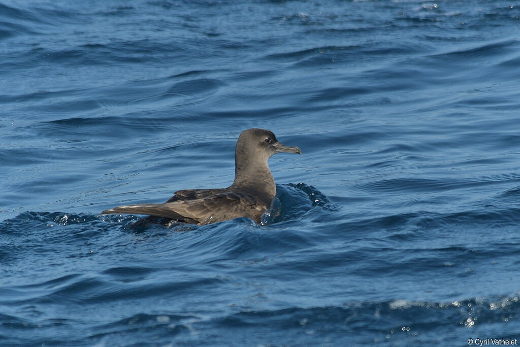 Sooty Shearwater