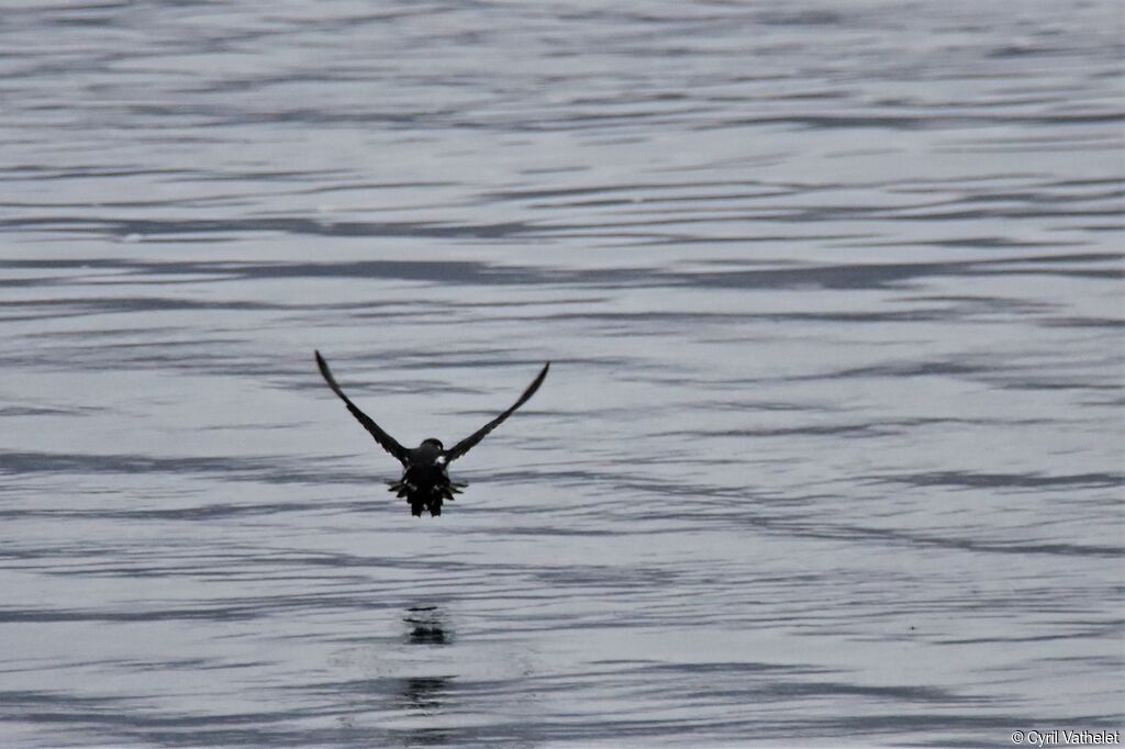 Puffinure de Magellan, Vol
