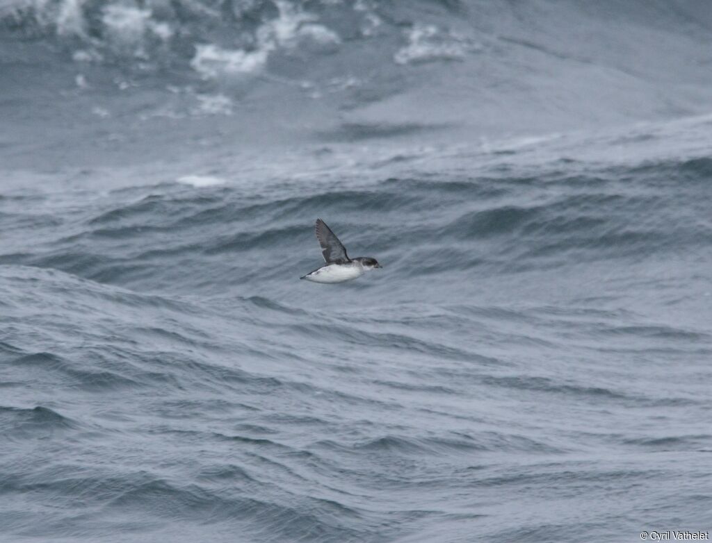 Common Diving Petreladult, Flight