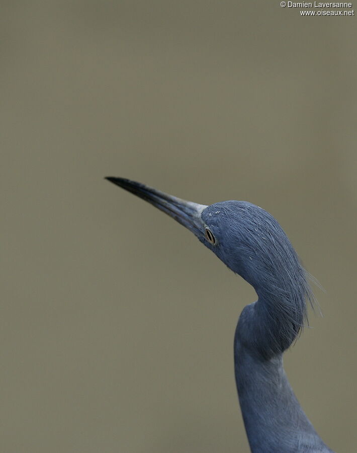 Aigrette bleue