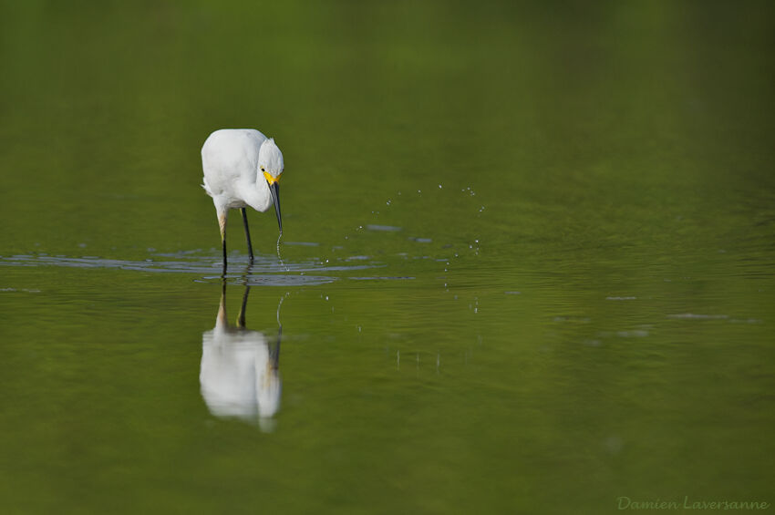 Aigrette neigeuse