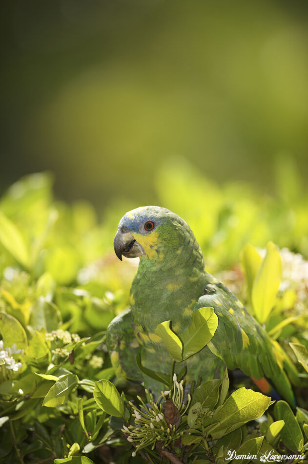 Orange-winged Amazon