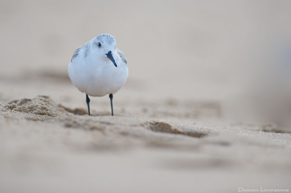 Bécasseau sanderling