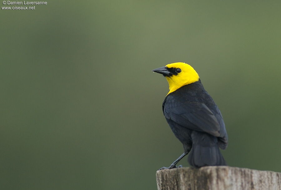 Yellow-hooded Blackbird male
