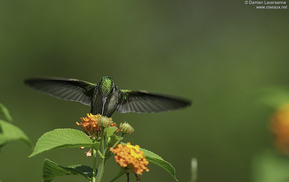 Blue-tailed Emerald