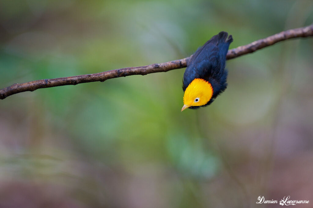 Manakin à tête d'or