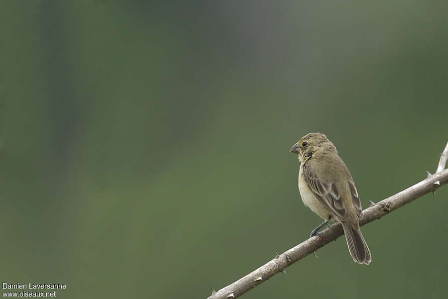 Ruddy-breasted Seedeater female adult, identification