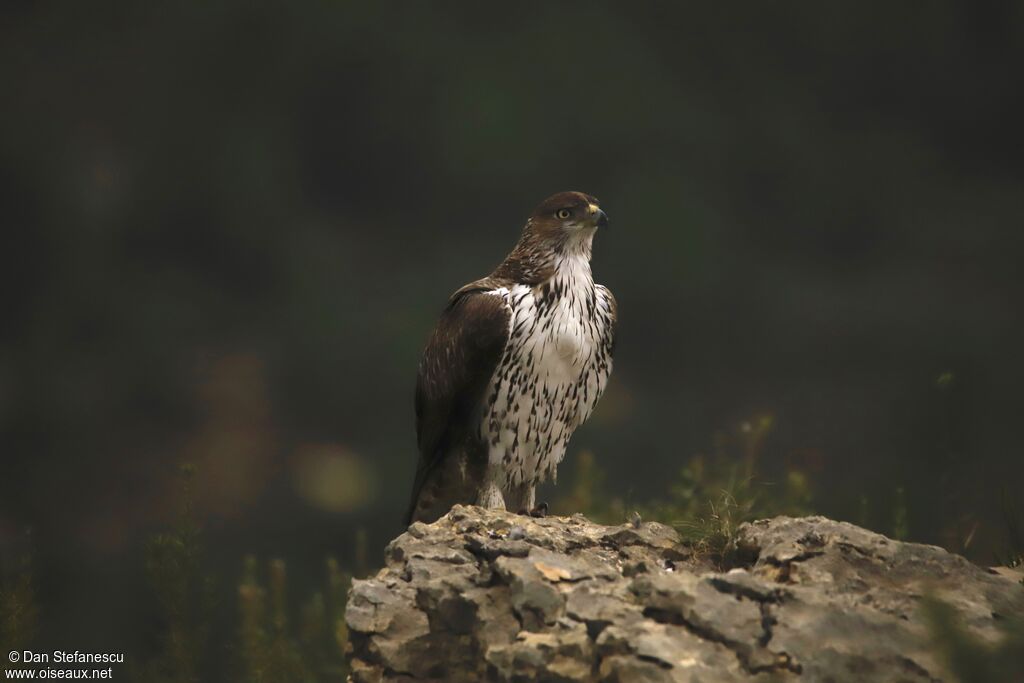 Aigle de Bonelli mâle adulte